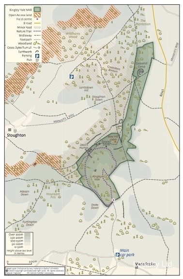 The oldest Yew trees in the UK (Chichester, West Sussex)